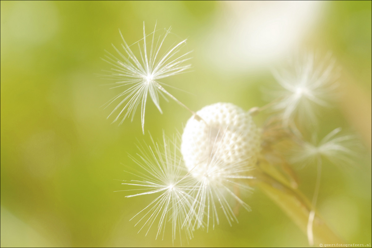 Lente paardebloem