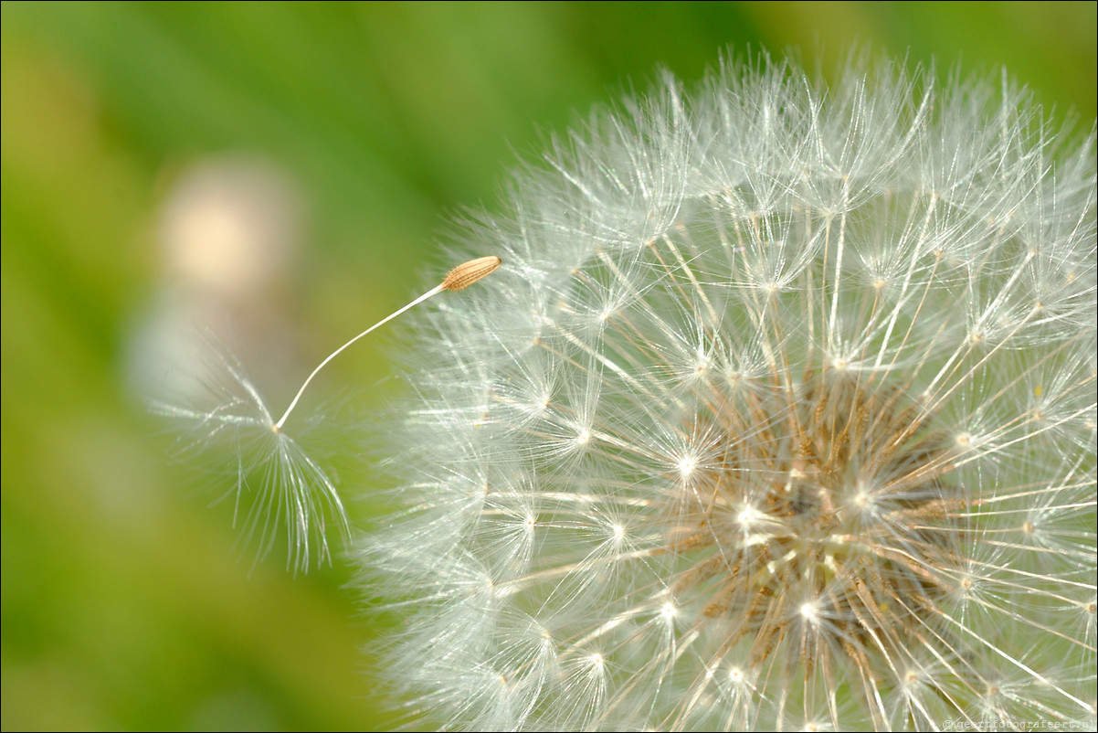 Lente paardebloem