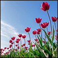 tulpen almere