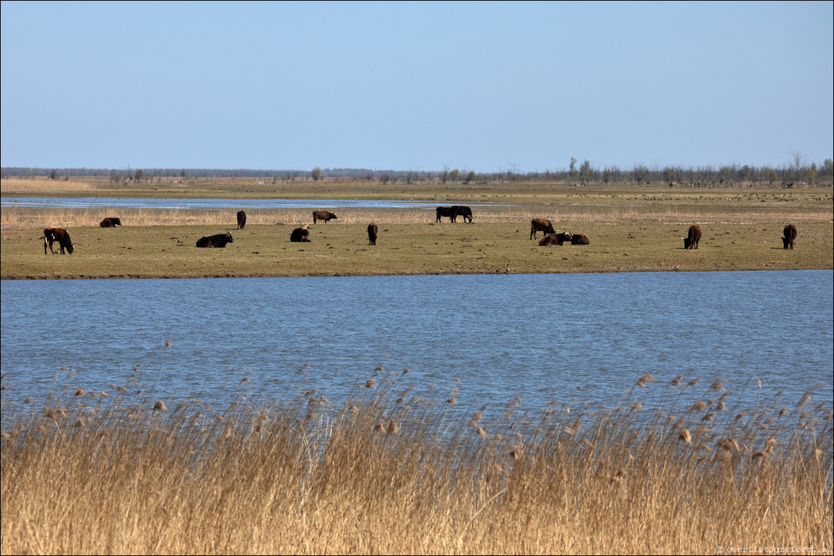 Almere Buiten: Natuurcentrum De Oostvaarders