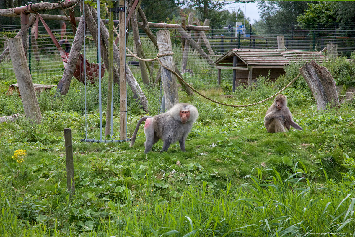 Almere Hout