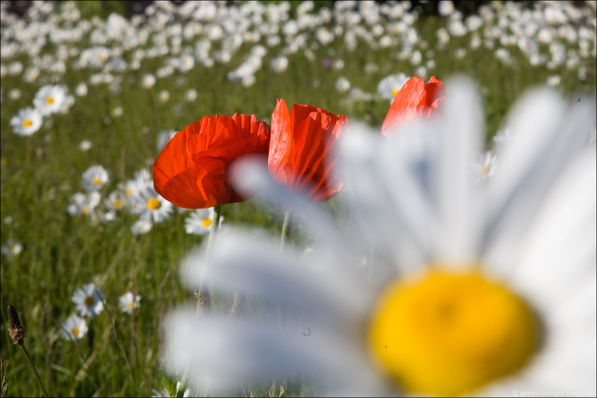 Zomer