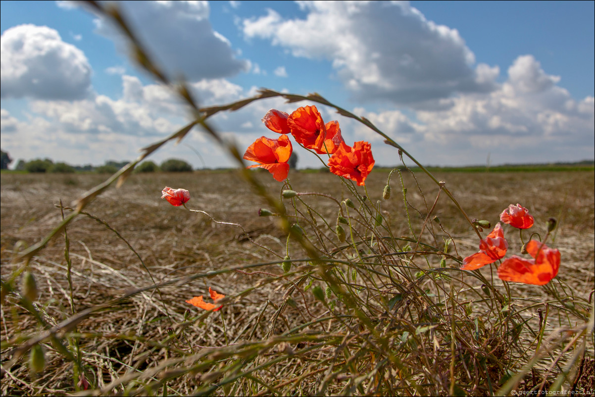 Zomer