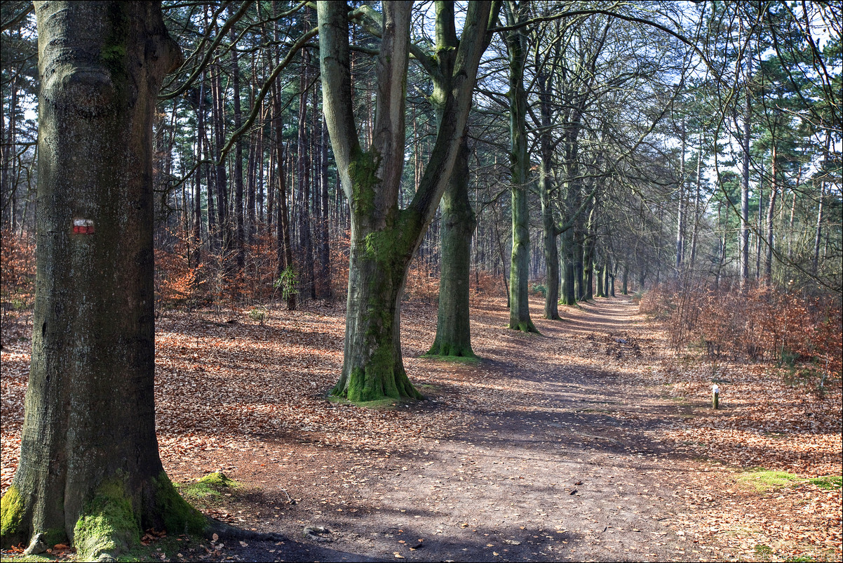 Wandeling Baarn Hilversum