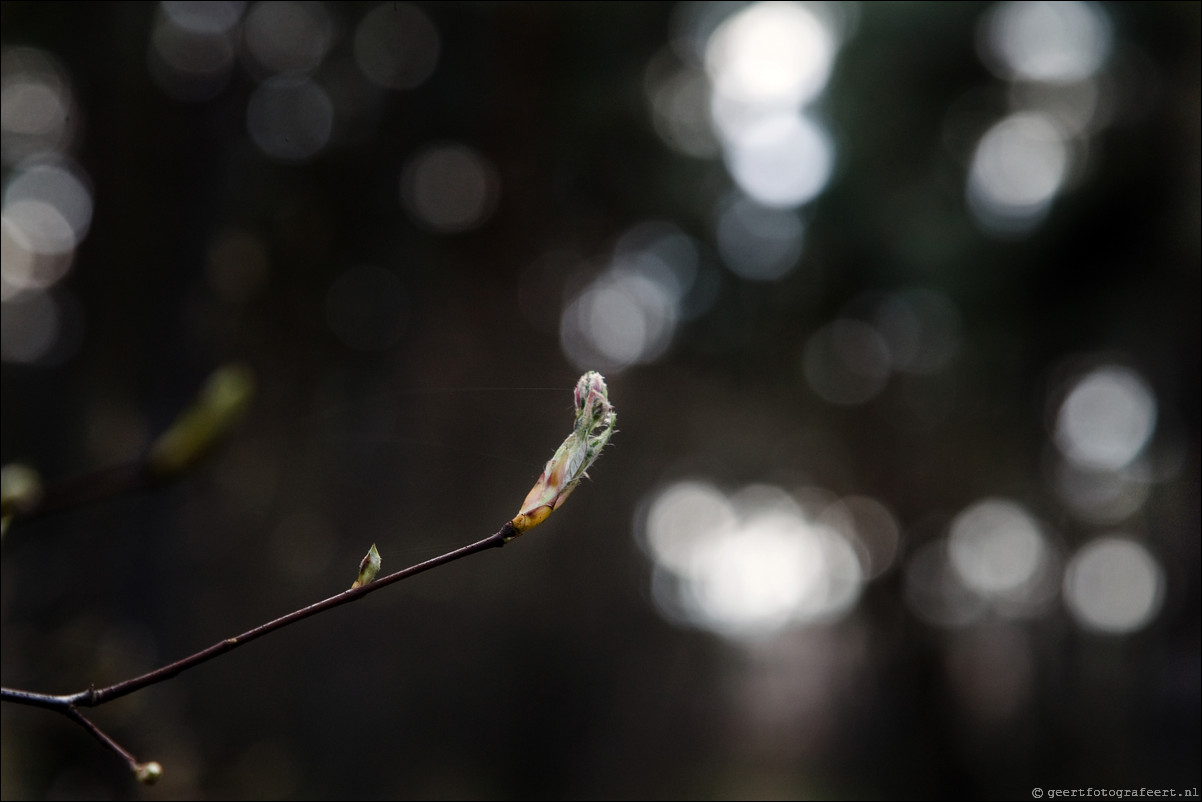 Wandeling Den Dolder - Driebergen