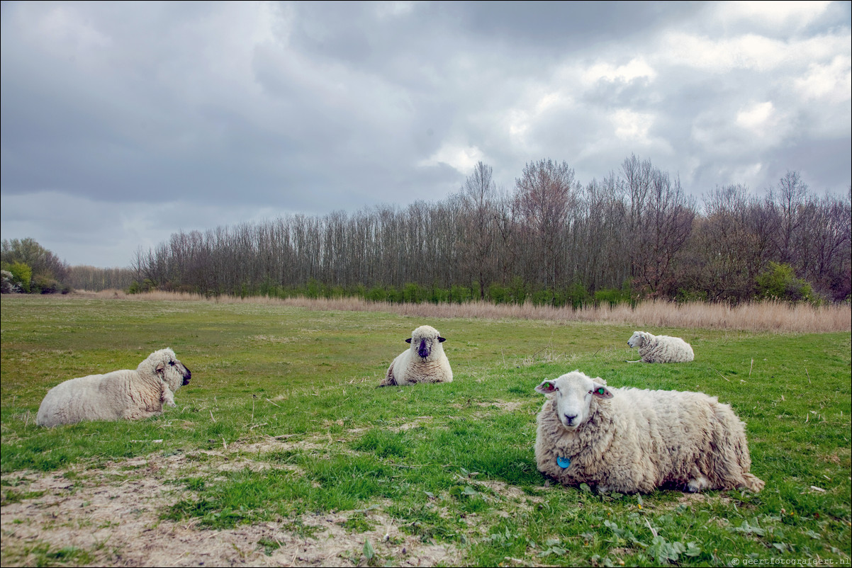 Wandeling Almere Haven - Noorderplassen West