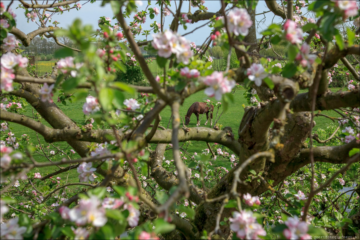 Wandeling - Geldermalsen - Leerdam