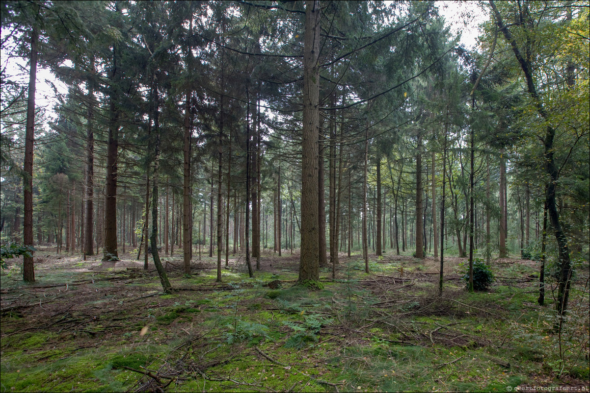 Wandeling Lunteren - Wekeromsezand