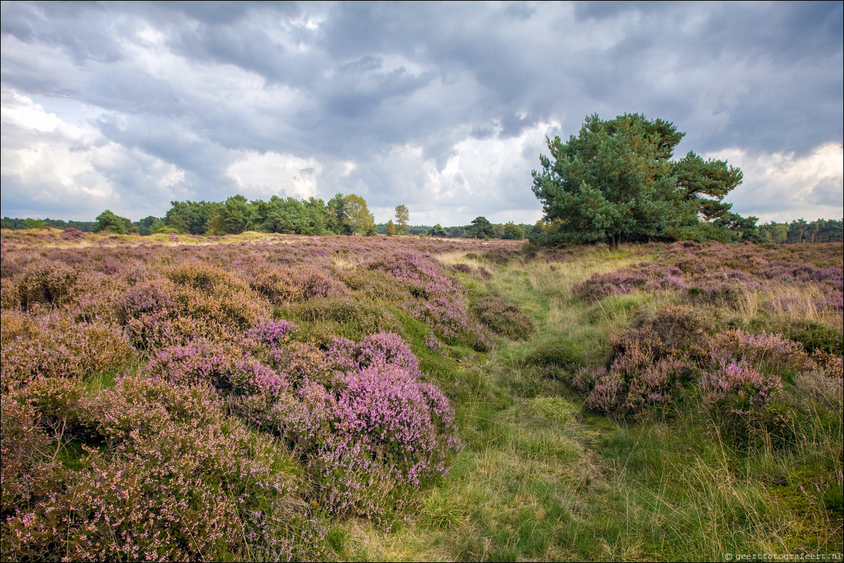 Wandeling Lunteren - Wekeromsezand