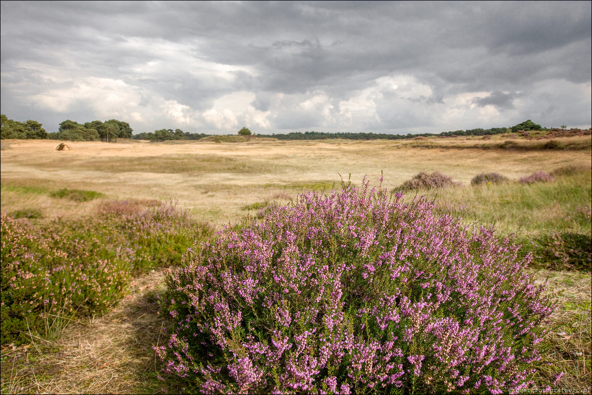 Wandeling Lunteren - Wekeromsezand