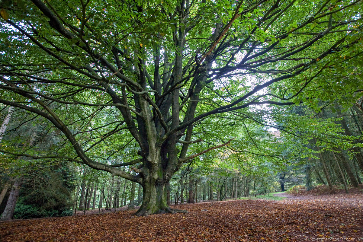 Wandeling Lunteren - Wekeromsezand