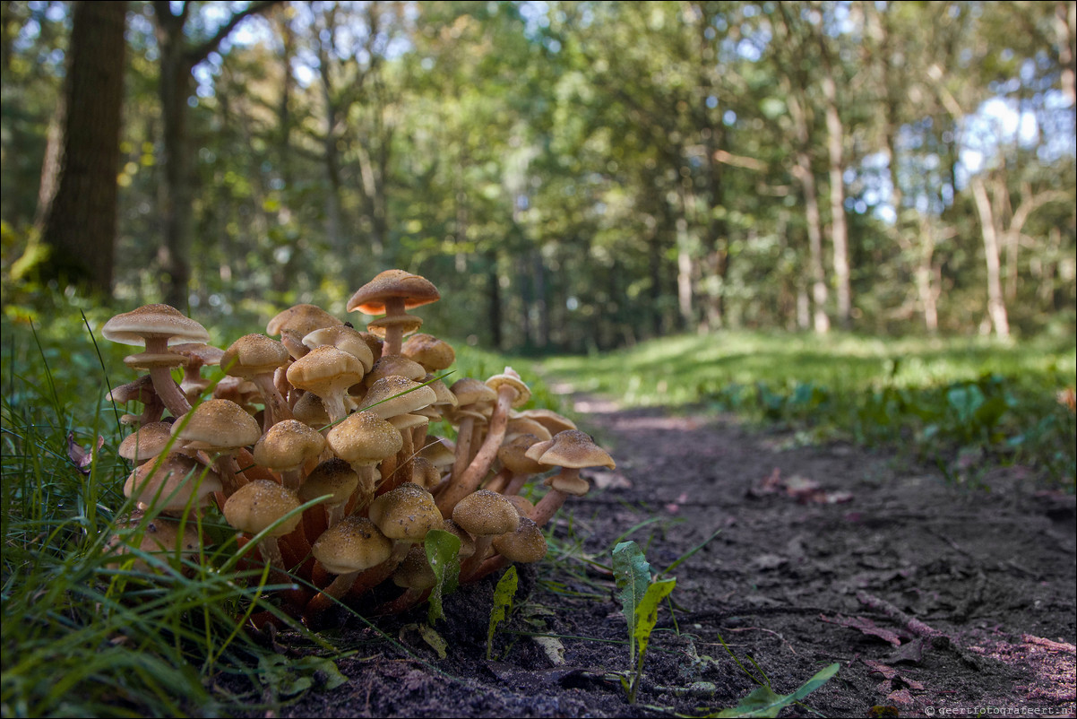 Wandeling Heiloo - Egmond