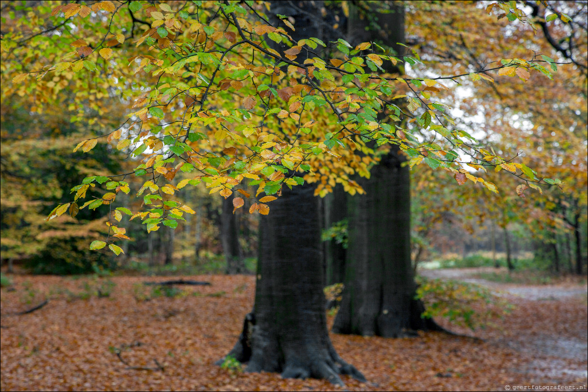 Wandeling Gooise Lusthoven