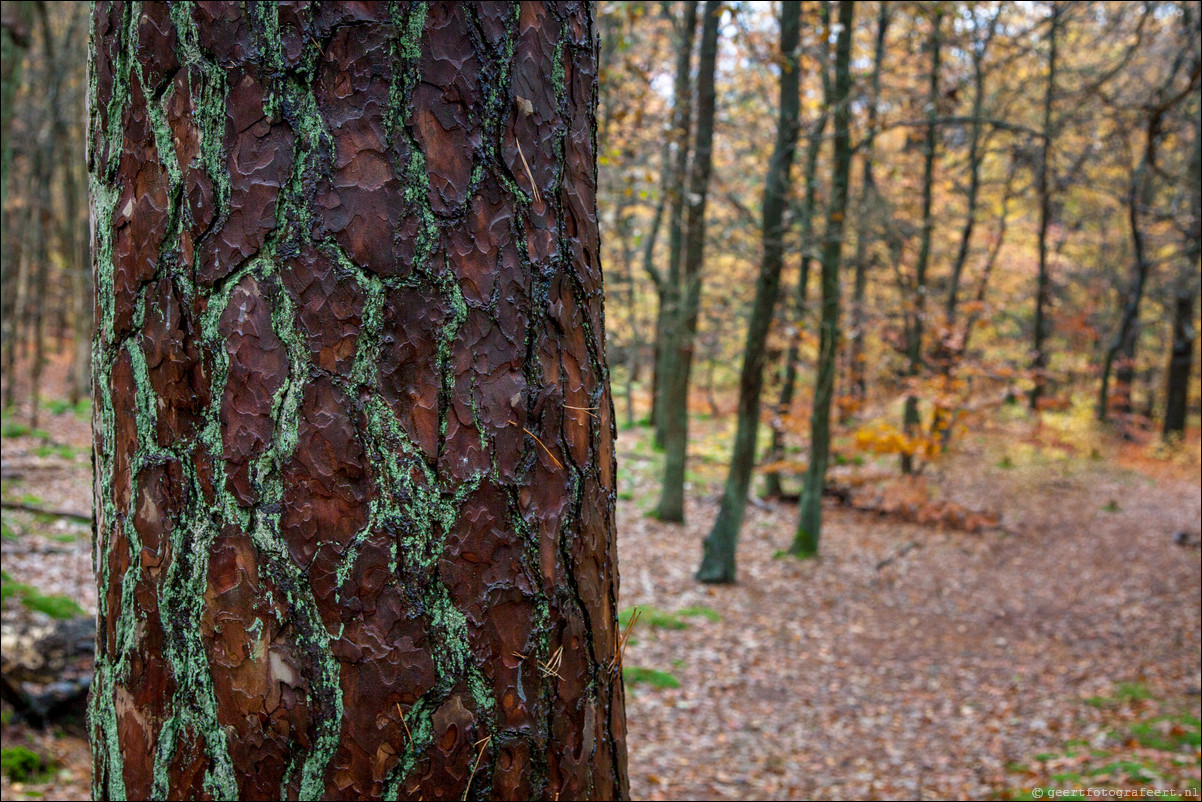 Wandeling Gooise Lusthoven