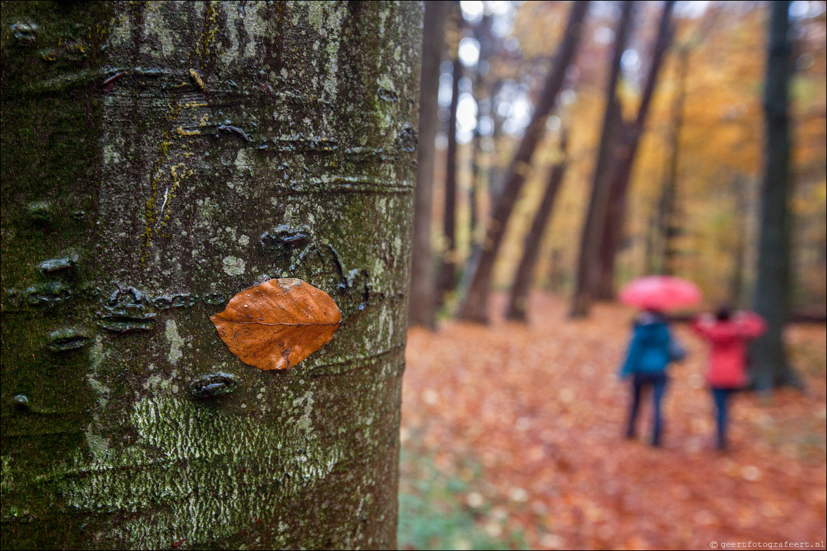 Wandeling Gooise Lusthoven