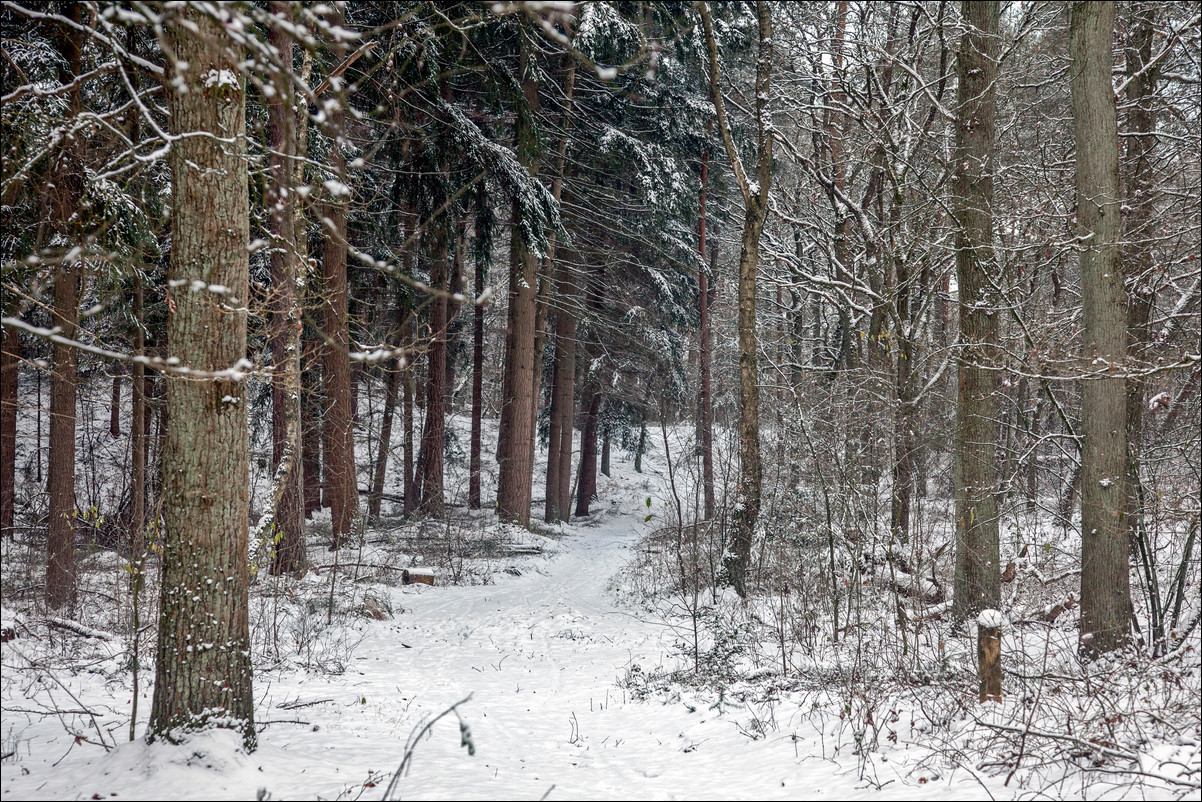 Wandeling Wolfheze Oosterbeek