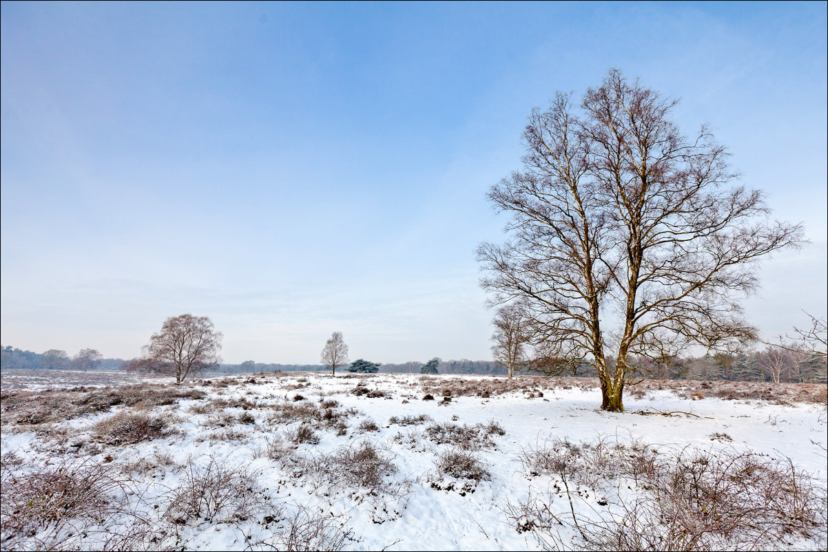 Wandeling Wolfheze Oosterbeek