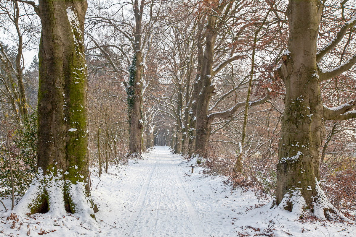 Wandeling Wolfheze Oosterbeek