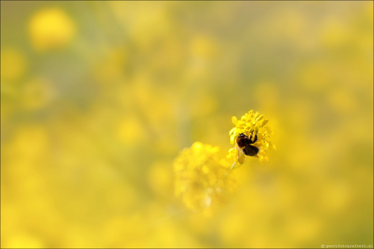 Bokeh met Canon EF 35mm f/1.4L