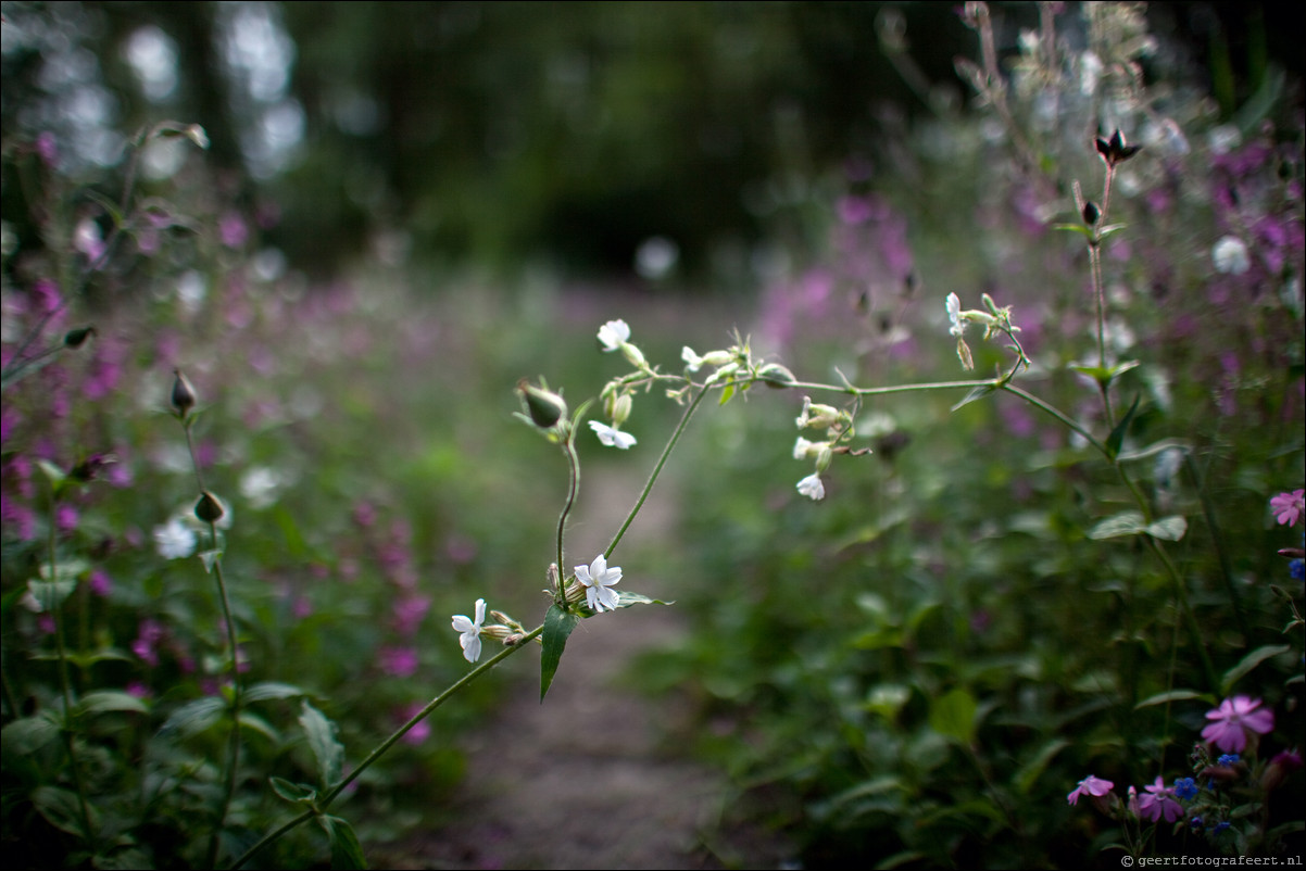 Bokeh met Canon EF 35mm f/1.4L