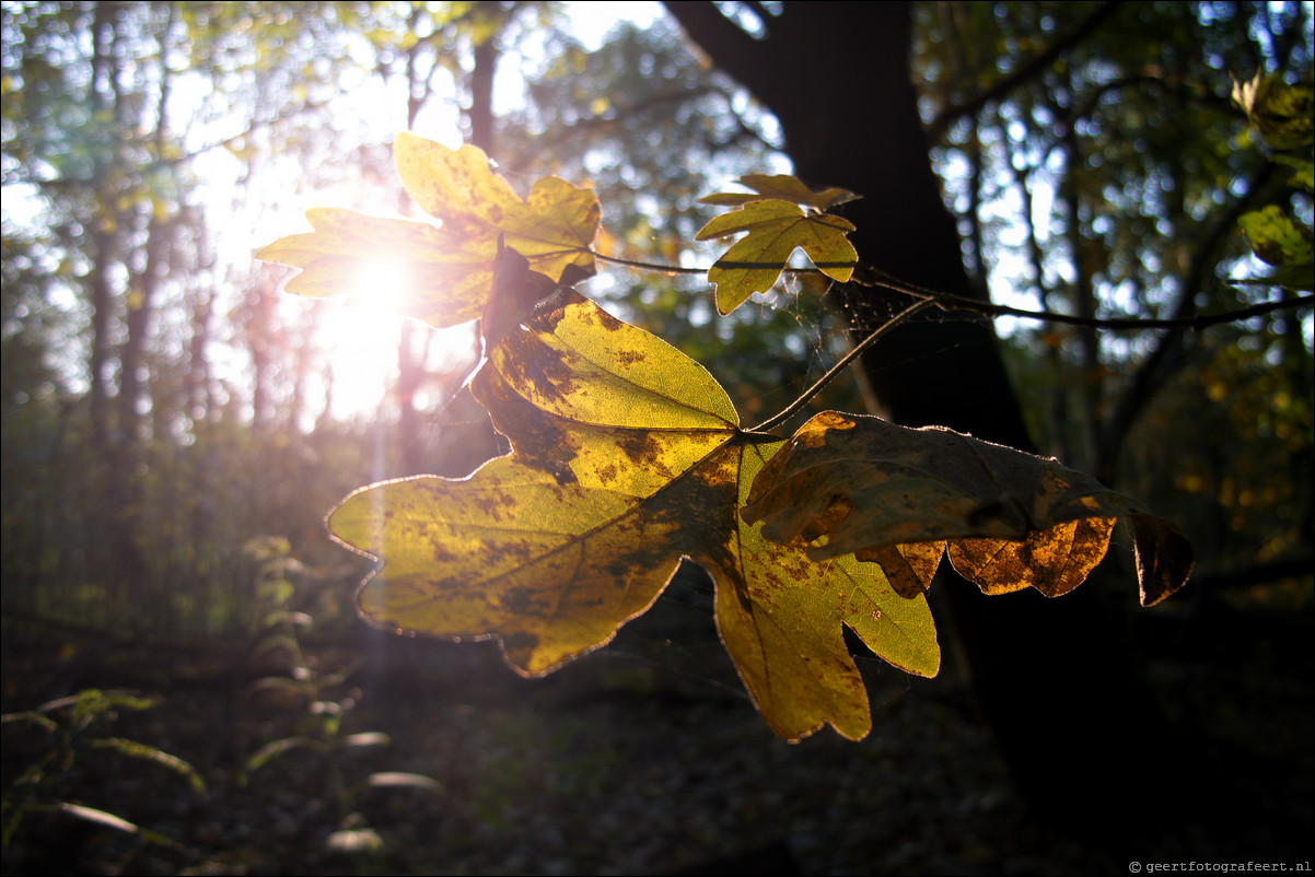 Herfst