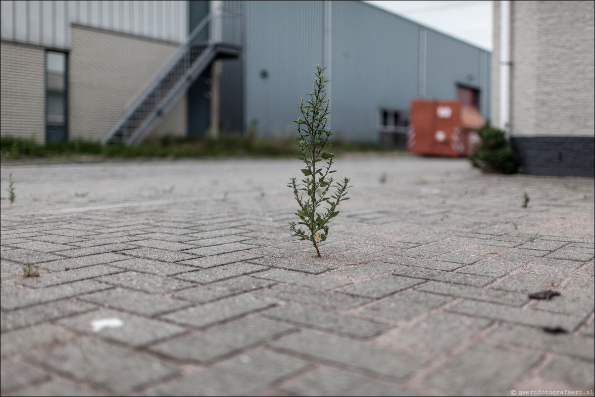 Almere straatfotografie