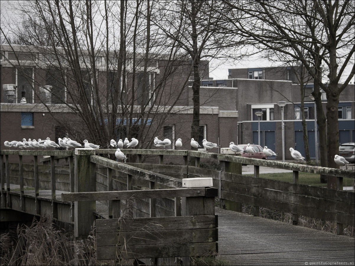 Almere straatfotografie