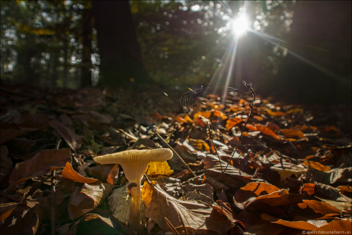 Herfst