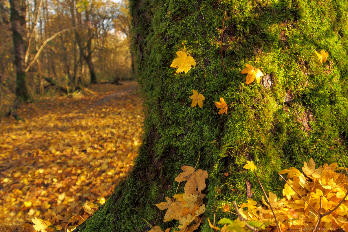 Herfst