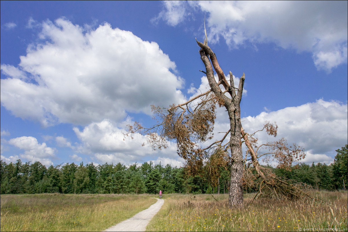 Drents-Friese Wold