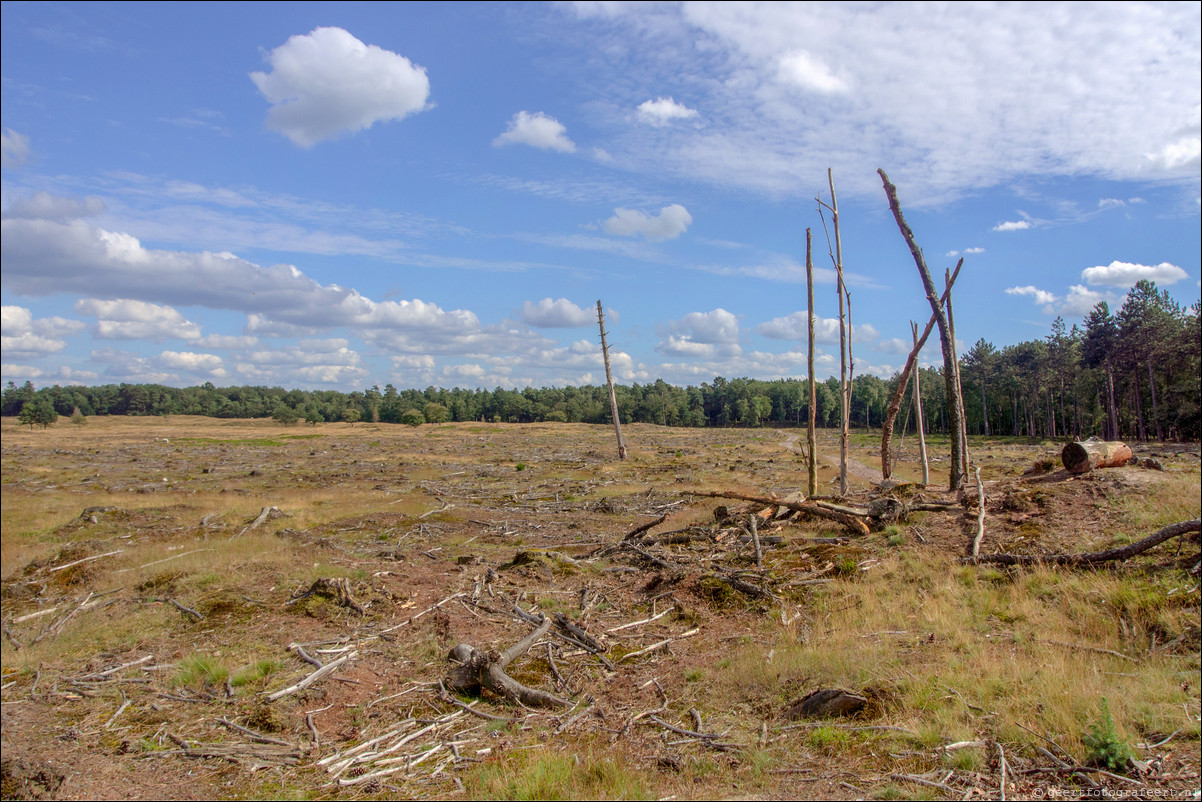 Drents-Friese Wold