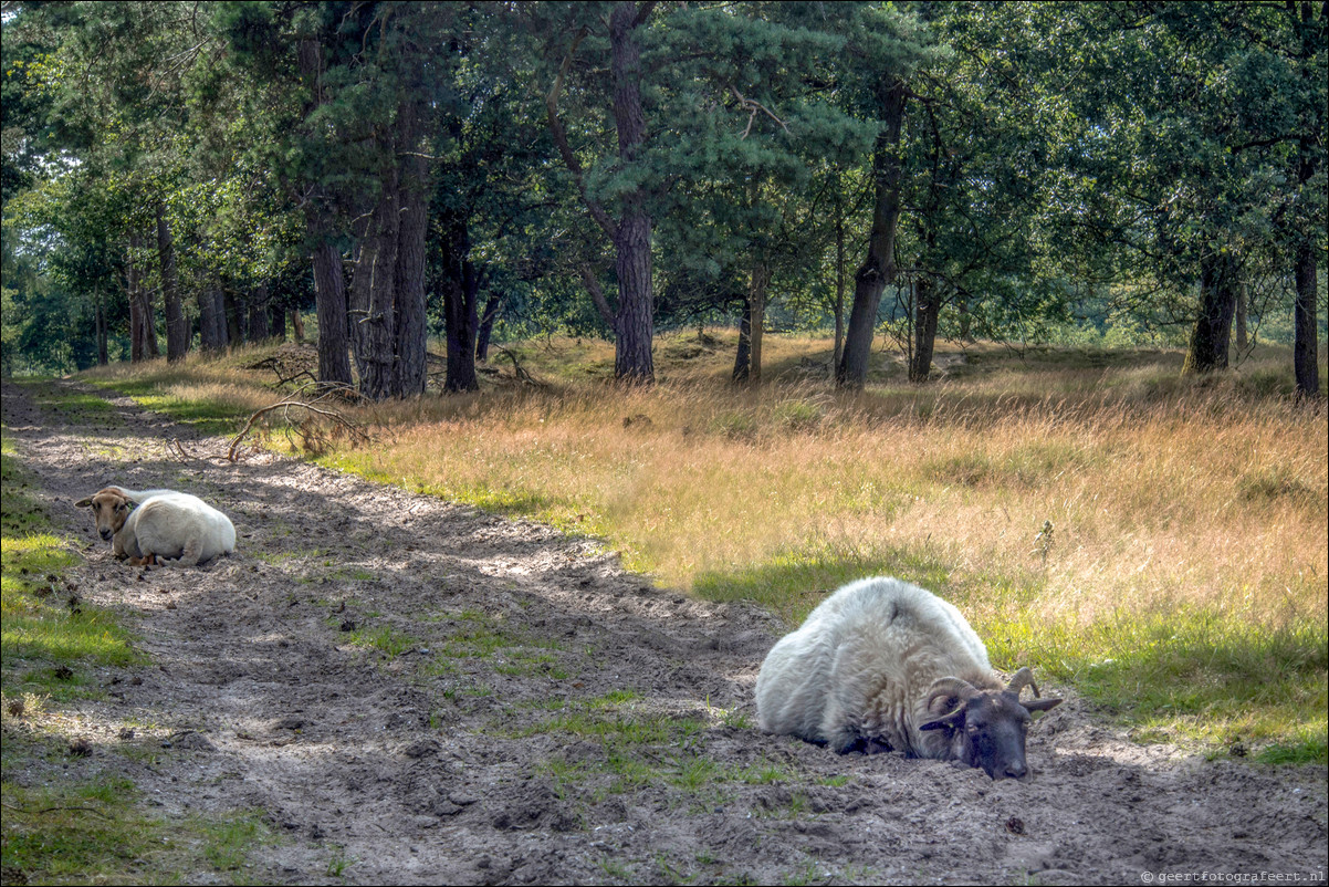 Drents-Friese Wold