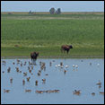 wandeling lelystad almere