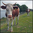 wandeling almeree poort naar amsterdam muiderpoort