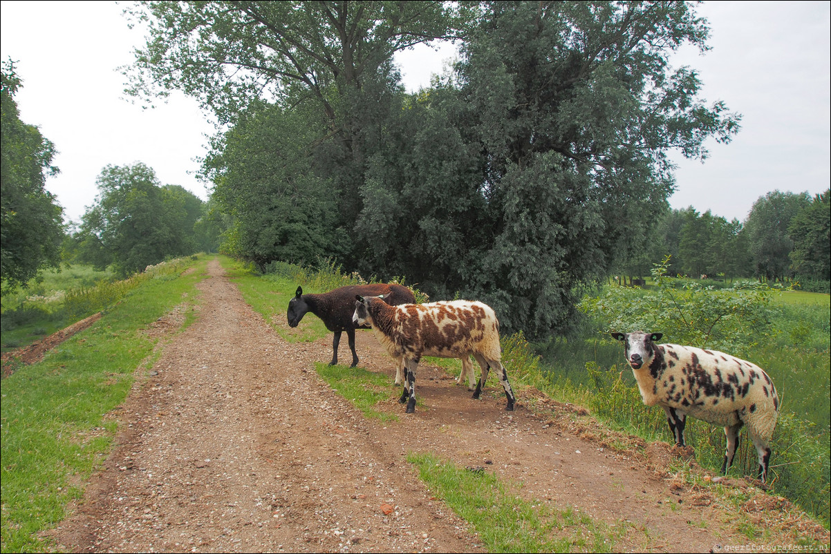 Pelgrimspad: Hardinxveld - Giessendam - Gorinchem - Heusden