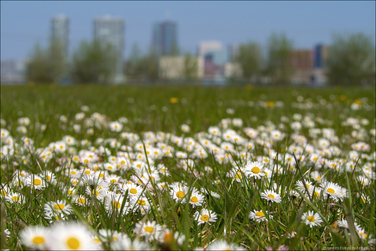 Skyline Almere