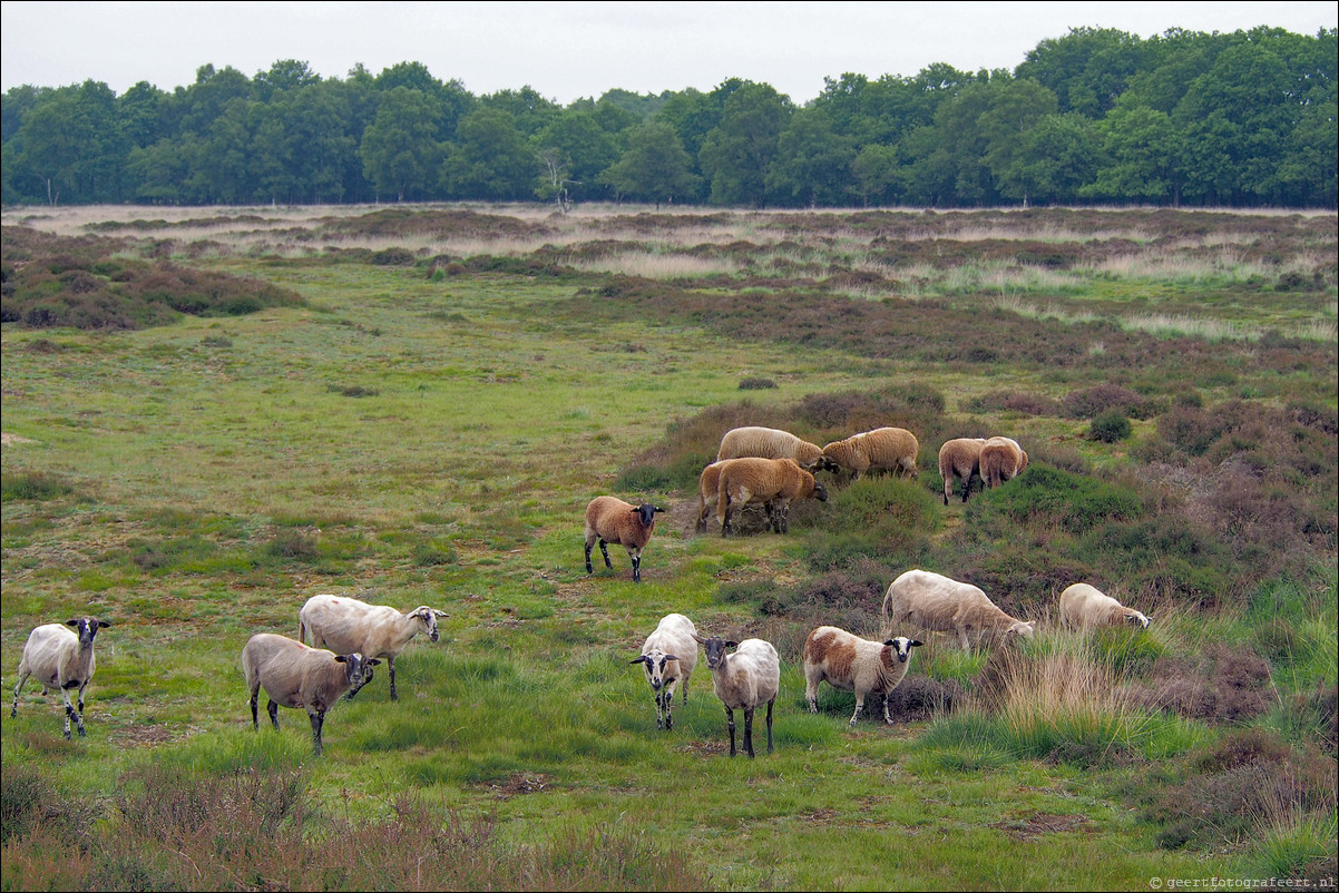 Wandeling Rolde - Glimmen