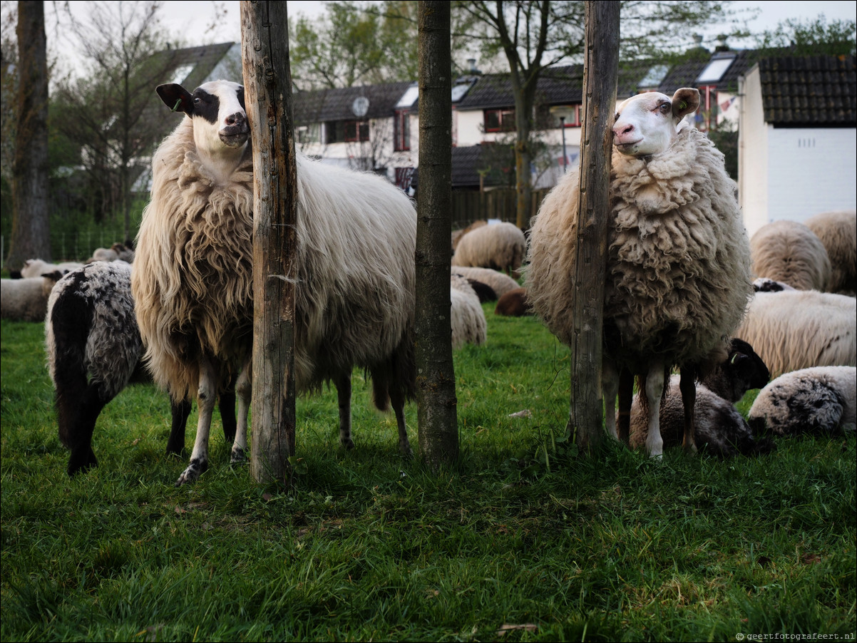 schaap