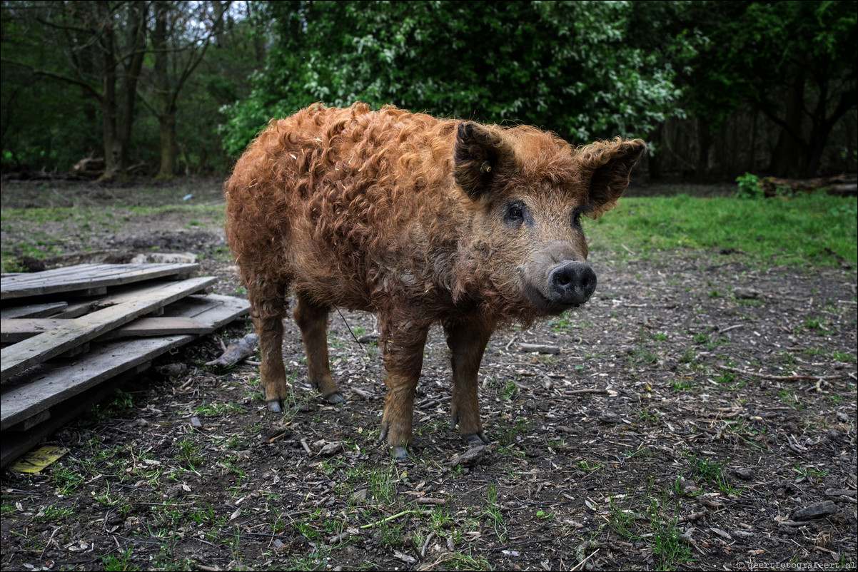 mangalitza varken