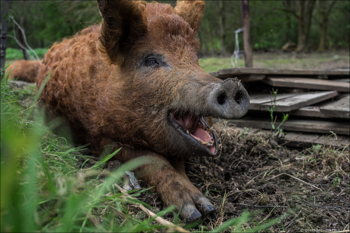 mangalitza varken