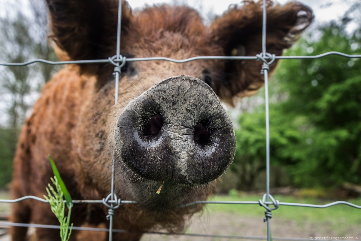 mangalitza varken