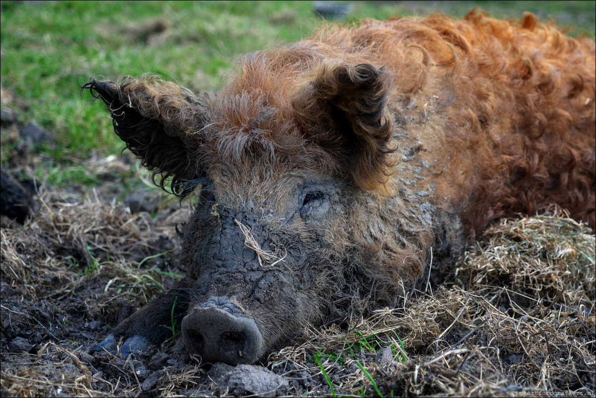 mangalitza varken