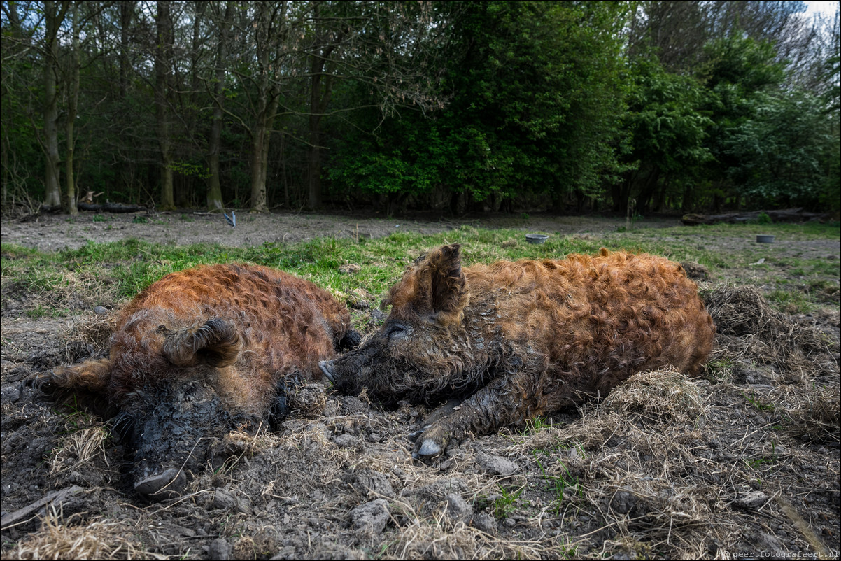 mangalitza varken