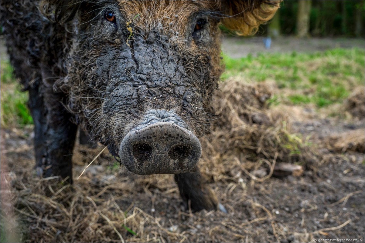 mangalitza varken