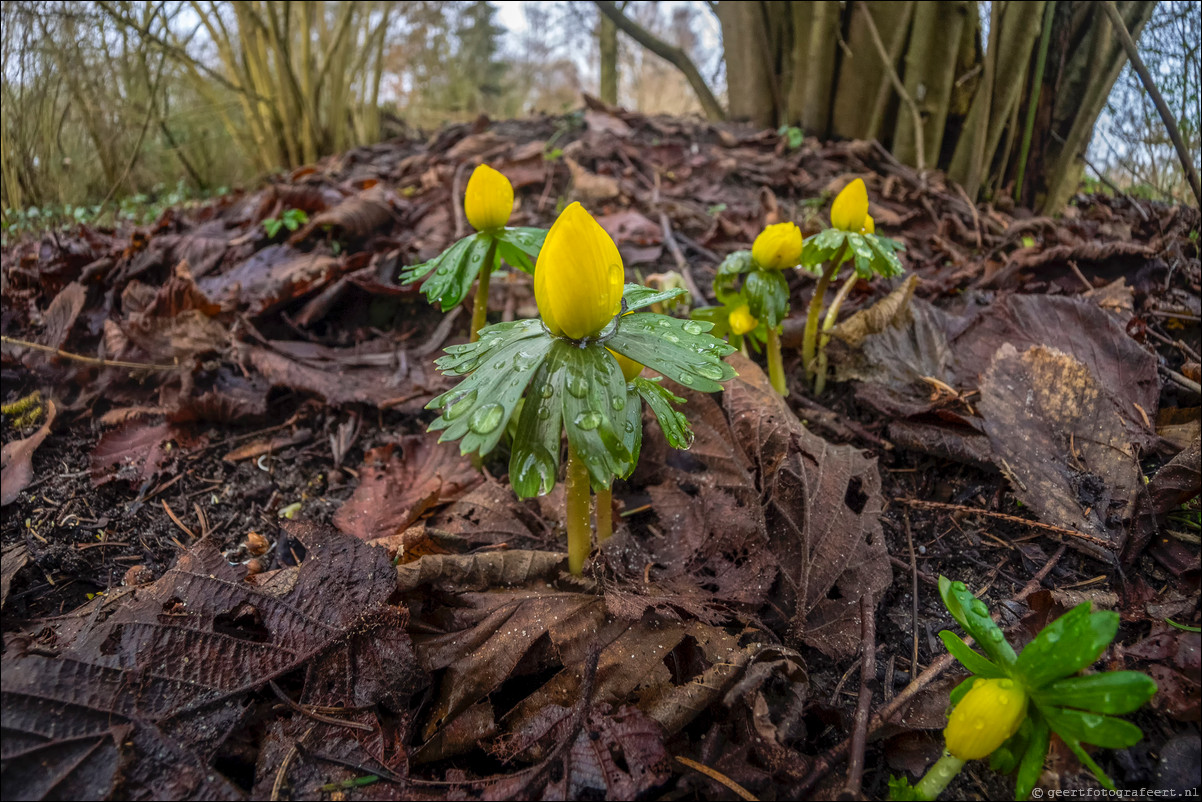 lente winterakoniet