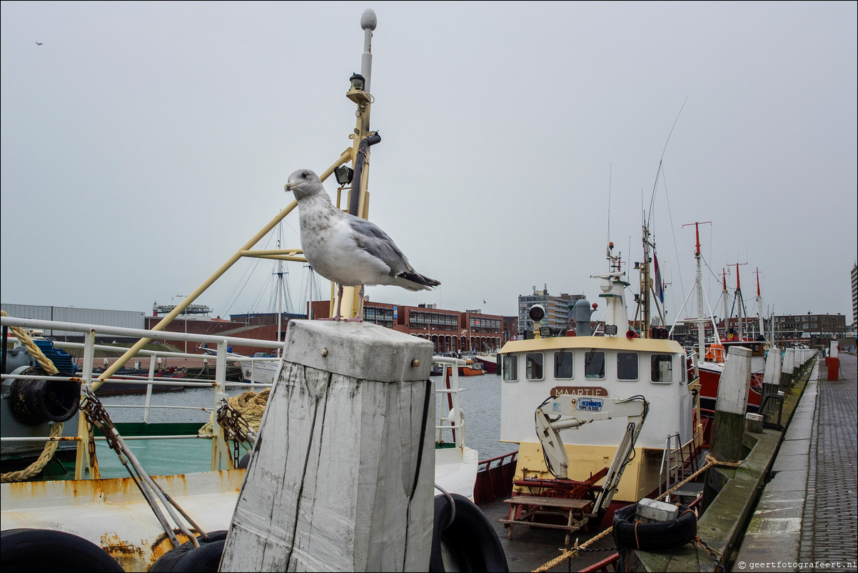 Wandeling Hoek van Holland naar Scheveningen