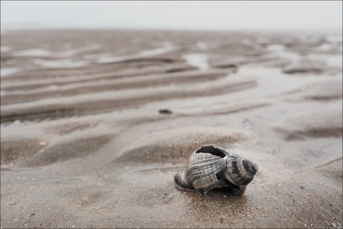 Wandeling Zandvoort - Egmond