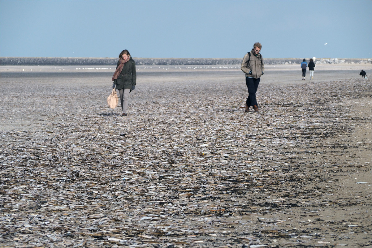 Wandeling Zandvoort - Egmond