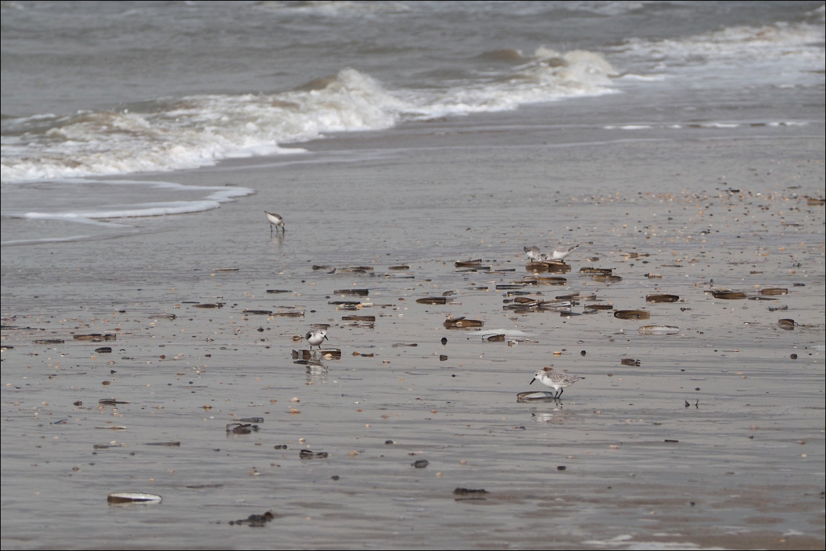 Wandeling Zandvoort - Egmond