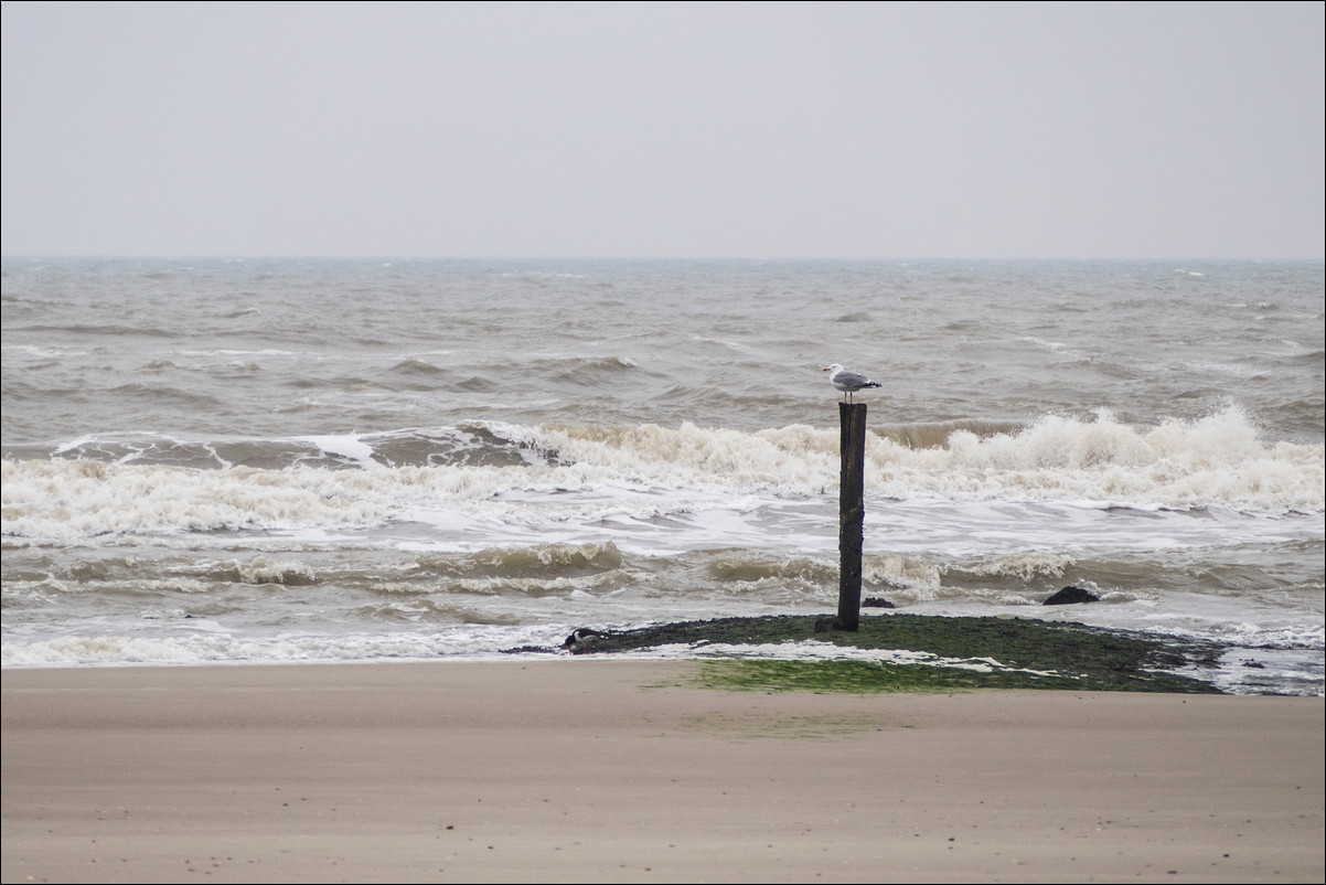 Wandeling Egmond aan Zee - Petten